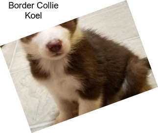 Border Collie Koel