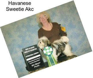 Havanese Sweetie Akc