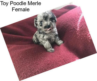 Toy Poodle Merle Female