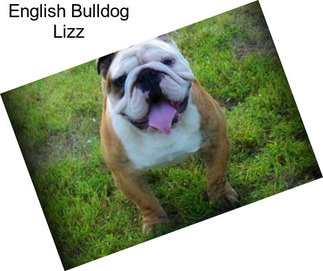 English Bulldog Lizz