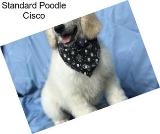 Standard Poodle Cisco