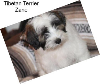Tibetan Terrier Zane