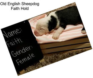 Old English Sheepdog Faith Hold