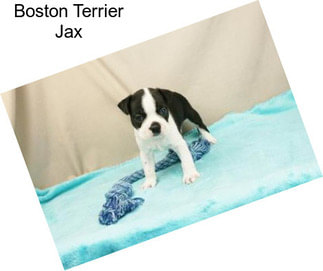 Boston Terrier Jax