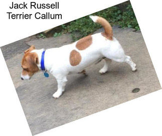 Jack Russell Terrier Callum