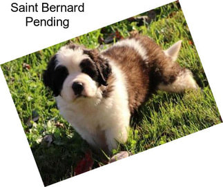 Saint Bernard Pending