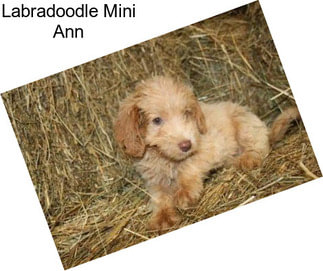 Labradoodle Mini Ann