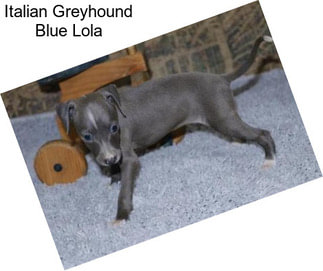 Italian Greyhound Blue Lola