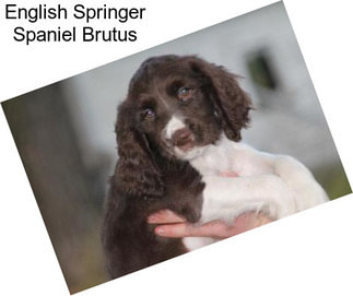 English Springer Spaniel Brutus