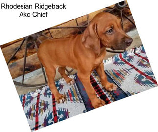 Rhodesian Ridgeback Akc Chief