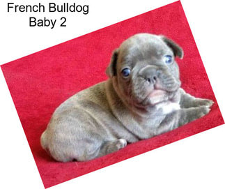 French Bulldog Baby 2