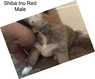 Shiba Inu Red Male
