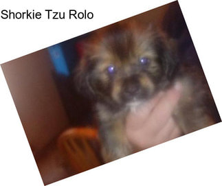 Shorkie Tzu Rolo