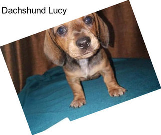 Dachshund Lucy