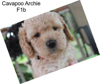 Cavapoo Archie F1b