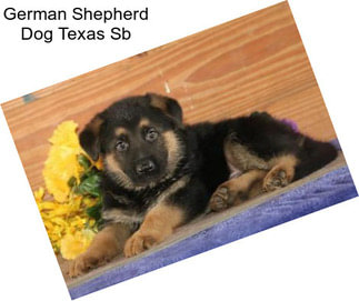 German Shepherd Dog Texas Sb