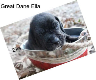 Great Dane Ella