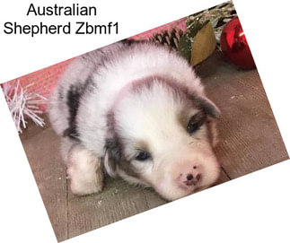 Australian Shepherd Zbmf1