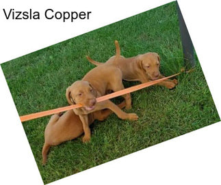 Vizsla Copper