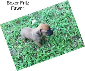 Boxer Fritz Fawn1