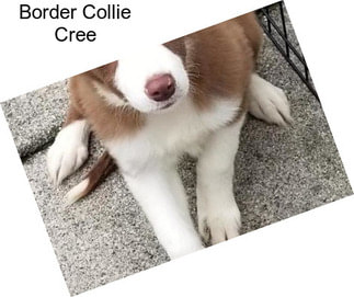 Border Collie Cree