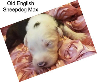 Old English Sheepdog Max