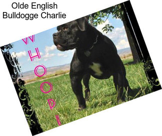Olde English Bulldogge Charlie