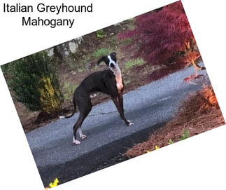 Italian Greyhound Mahogany