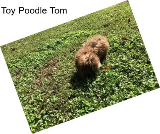 Toy Poodle Tom