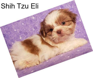 Shih Tzu Eli