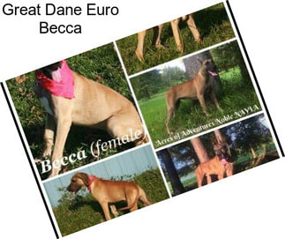 Great Dane Euro Becca