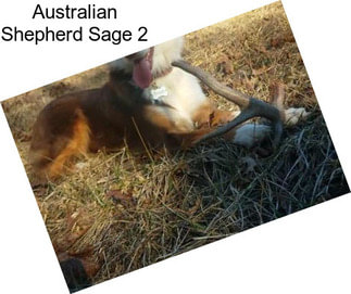 Australian Shepherd Sage 2