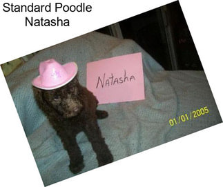 Standard Poodle Natasha