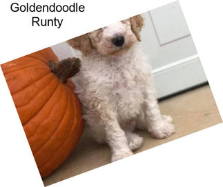 Goldendoodle Runty
