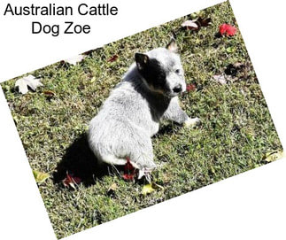 Australian Cattle Dog Zoe