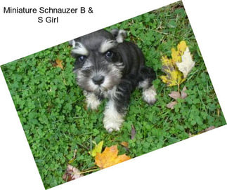 Miniature Schnauzer B & S Girl