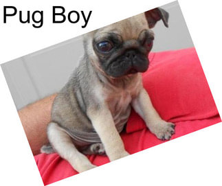 Pug Boy