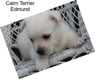 Cairn Terrier Edmund