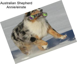 Australian Shepherd Annie/einste