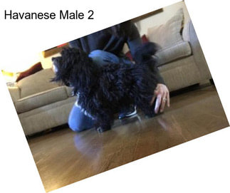 Havanese Male 2