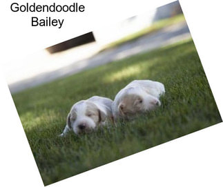 Goldendoodle Bailey