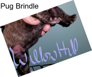 Pug Brindle
