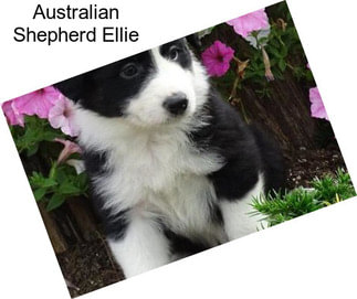 Australian Shepherd Ellie
