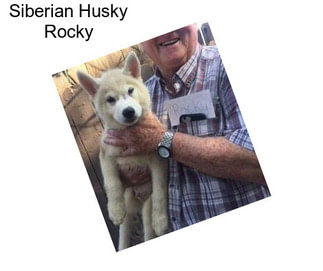 Siberian Husky Rocky