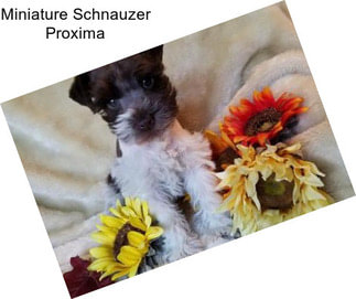 Miniature Schnauzer Proxima