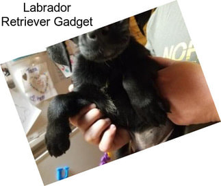 Labrador Retriever Gadget