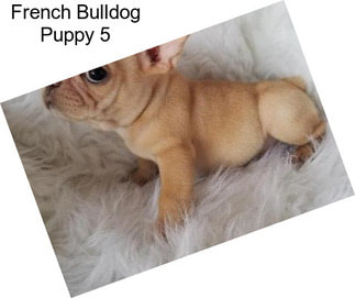 French Bulldog Puppy 5