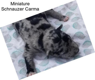 Miniature Schnauzer Carma