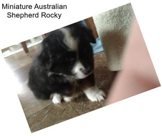 Miniature Australian Shepherd Rocky