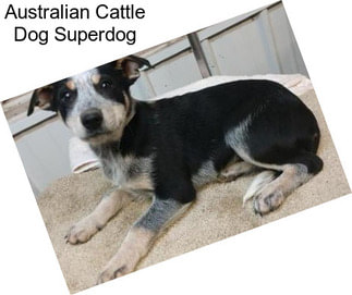Australian Cattle Dog Superdog